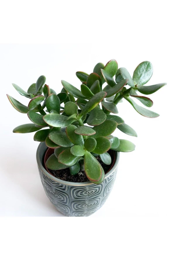 Crassula Ovata - Para Çiçeği 'gri Saksılı' - Resim 3