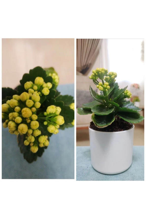 Kalanchoe Kalanşo Şık Su Hazneli Özel Saksı Da ürün görseli 1
