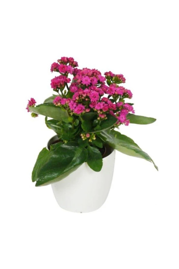 Kalanchoe Pembe Renkli Kalanşo Seramik Saksıda ürün görseli 1