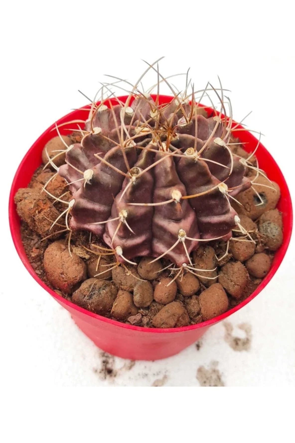 Gymnocalycium Mihanovichii ürün görseli 1