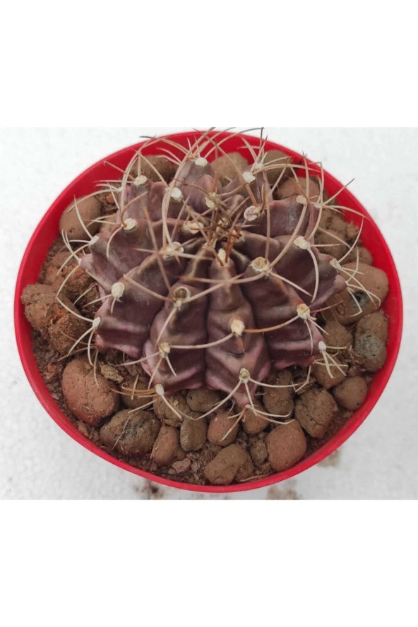 Gymnocalycium Mihanovichii - Resim 2