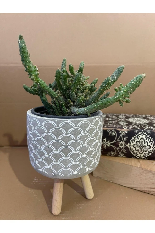 Opuntia Monacantha 12*9 Cm Beton Ayaklı Saksıda Radyasyon Emici Kaktüs Iç Mekan Bitkisi ürün görseli 1