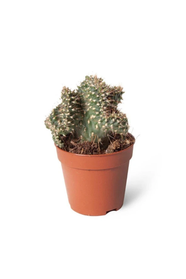 Opuntia Fulgida Cristata 5,5cm Ø - Kaktüs ürün görseli 1