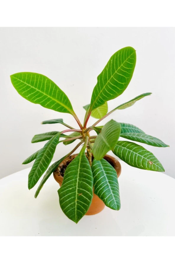 Madagascar Jewel | Euphorbia Leuconeura + Terracotta Saksı ürün görseli 1