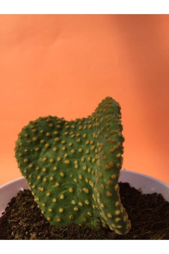 Opuntia Microdasys Var. Pallida F. Cristata ürün görseli 1