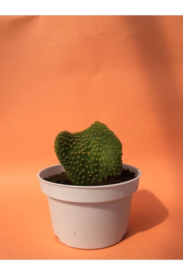 Opuntia Microdasys Var. Pallida F. Cristata - Resim 2