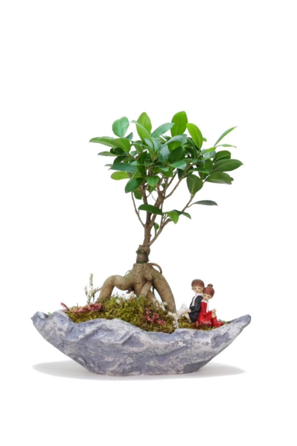 Stonehenge Ficus Bonsai Ve Sırt Sırta Sevgililer ürün görseli 1
