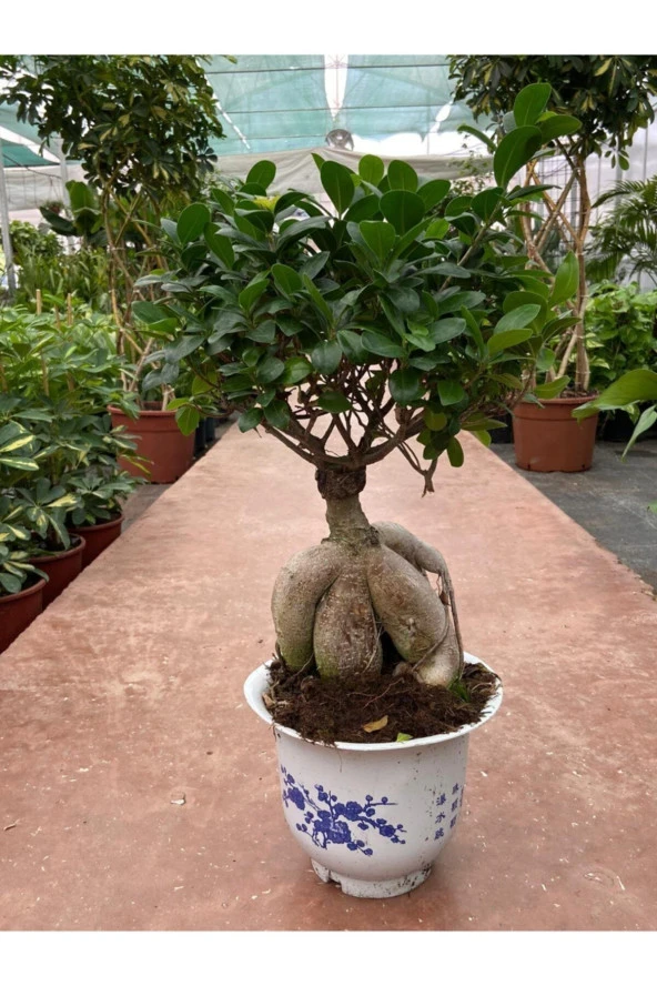 Ficus Microcarpa Ginseng Bonsai Orta Boy ürün görseli 1