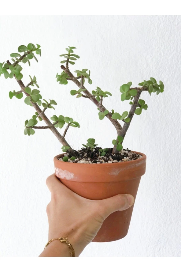 Portulacaria Afra Para Bitkisi ürün görseli 1