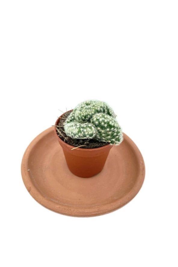 Mammillaria Elongata Cristata Kaktüs ürün görseli 1