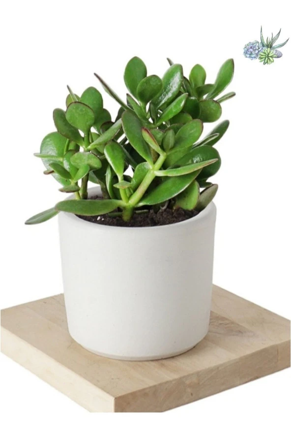 3 Adet Crassula Ovata Şans Para Çiçeği Şık Dekoratif Saksıda ürün görseli 1