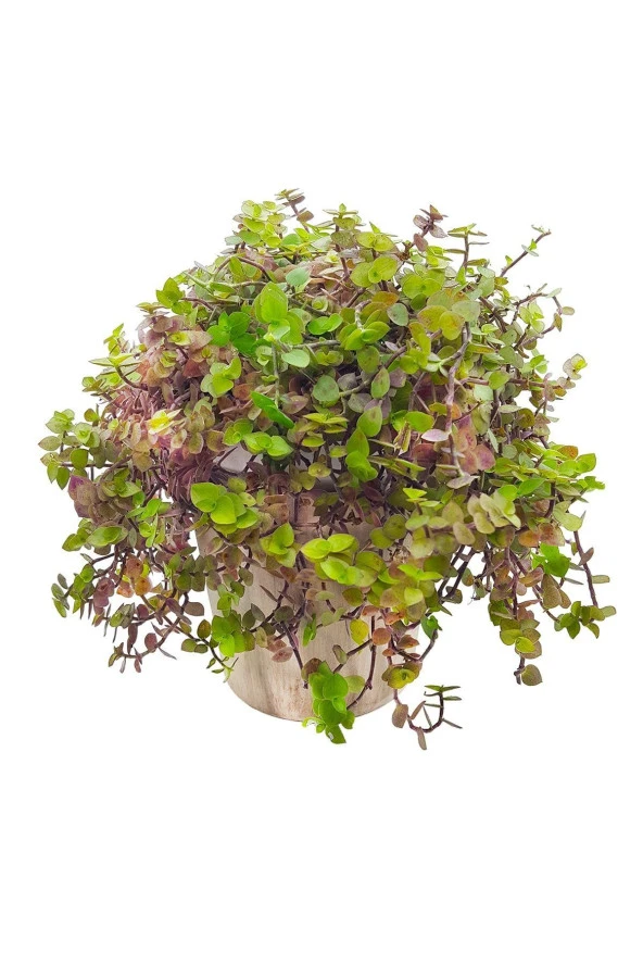 Antik Seramik Saksıda Callisia Repens ürün görseli 1