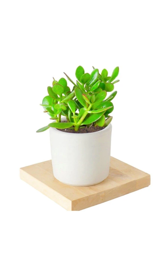 Seramik Saksıda Crassula Ovata Para Çiçeği 5 Alman Zambağı Soğanı ürün görseli 1