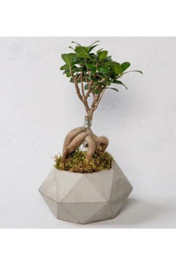 Bonzai Ficus ürün görseli 1