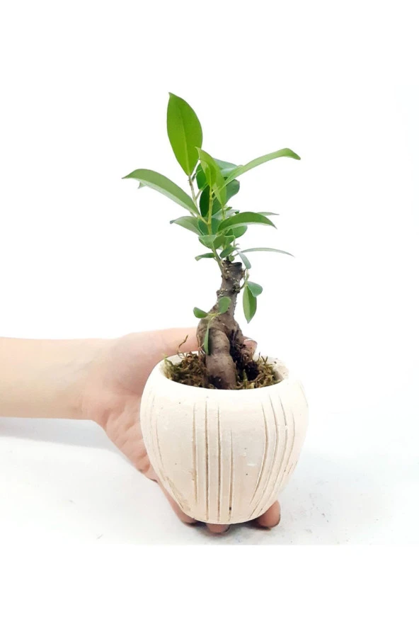 Eskitme Çizgi Desenli Saksıda Ficus Bonsai ürün görseli 1
