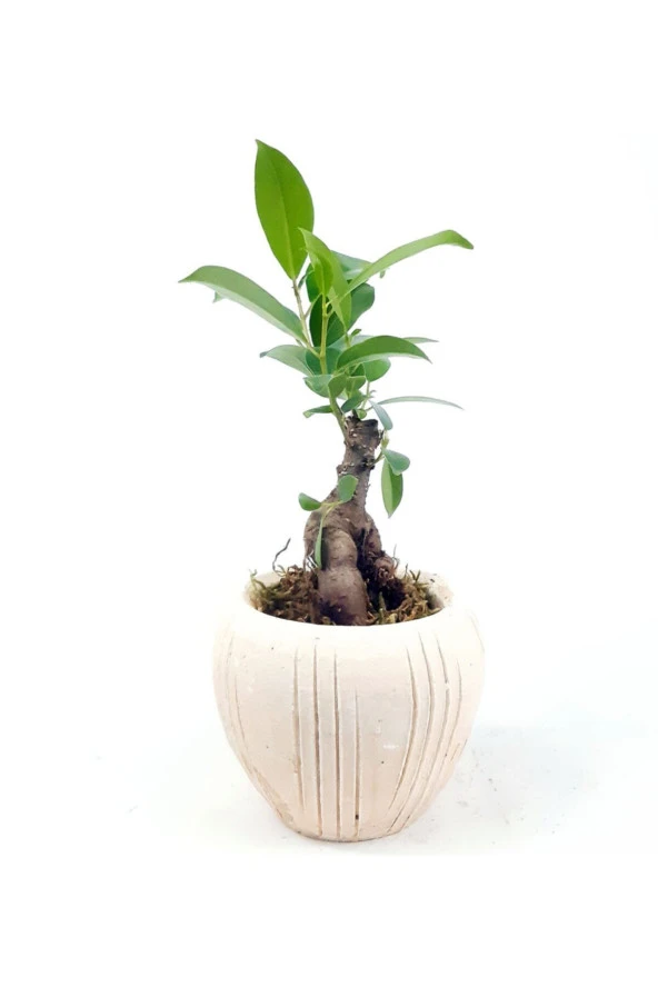 Eskitme Çizgi Desenli Saksıda Ficus Bonsai - Resim 2