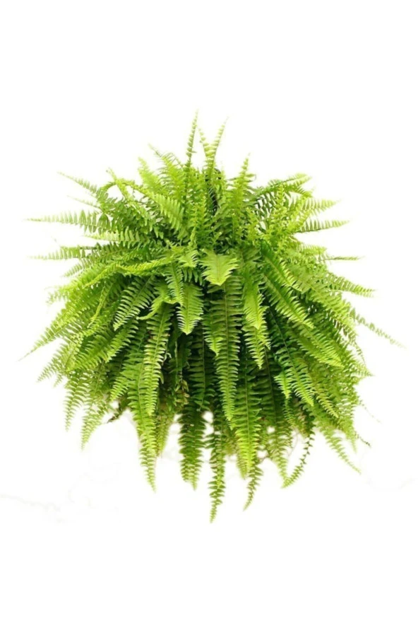 Aşk Merdiveni 25-30cm - Resim 2
