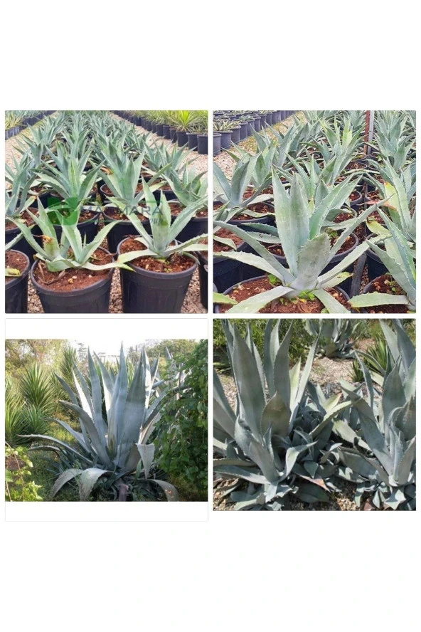 Agave Salmiana Saksılı Doğa Flora ürün görseli 1