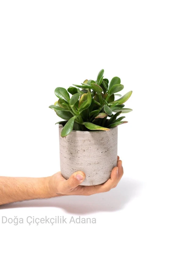Seramik Saksıda Para Ağacı Bereket Ağacı Crassula Ovata 001 ürün görseli 1
