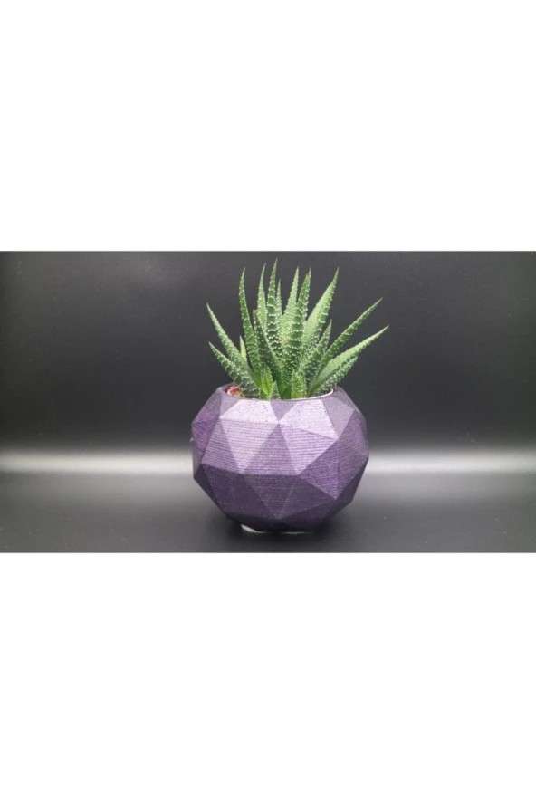 Fp3 Teramo Dekoratif Beton Saksı Ve Haworthia ürün görseli 1