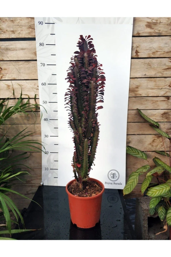 Euphorbia Trigona "rubra" Xl - Resim 4