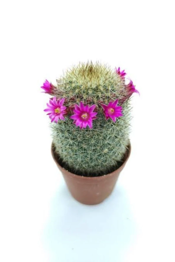Karayip Mammillaria Ü ürün görseli 1