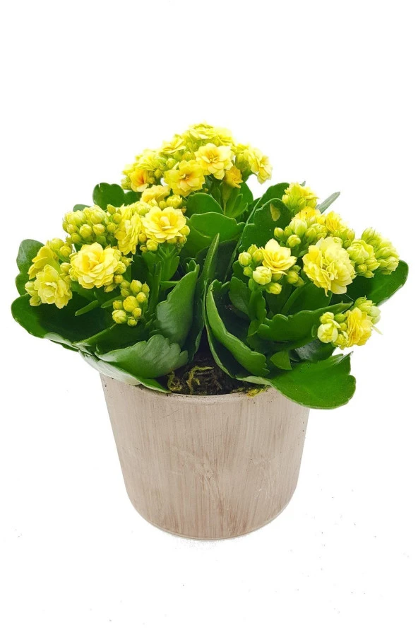 3'lü Sarı Kalanchoe Vintage Seramik Saksıda & Dekoratif Hediye & Ev Ofis Bitkisi & 15-20 Cm ürün görseli 1