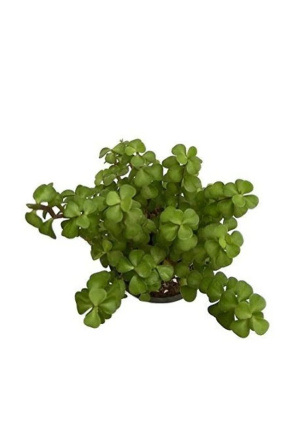 Portulacaria Afra Yayılıcı Yeşim Ağacı, Saksıda ürün görseli 1