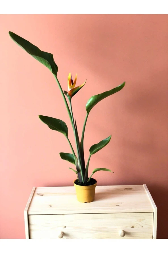Parmia Garden Starliçe Reginae ürün görseli 1