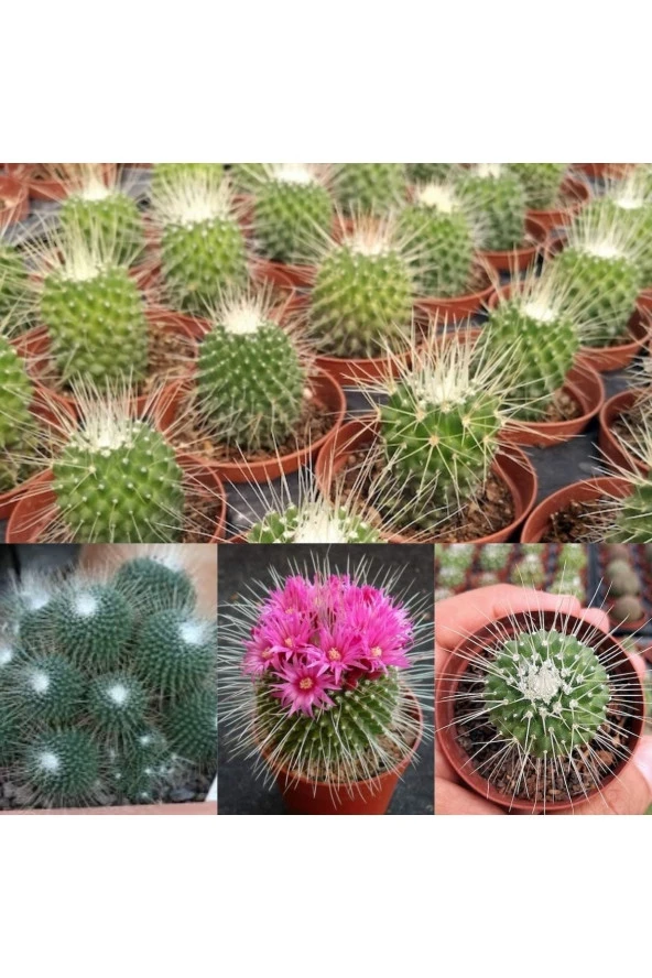 Mammillaria Spinosissima Kaktüs 5.5 Saksıda ürün görseli 1