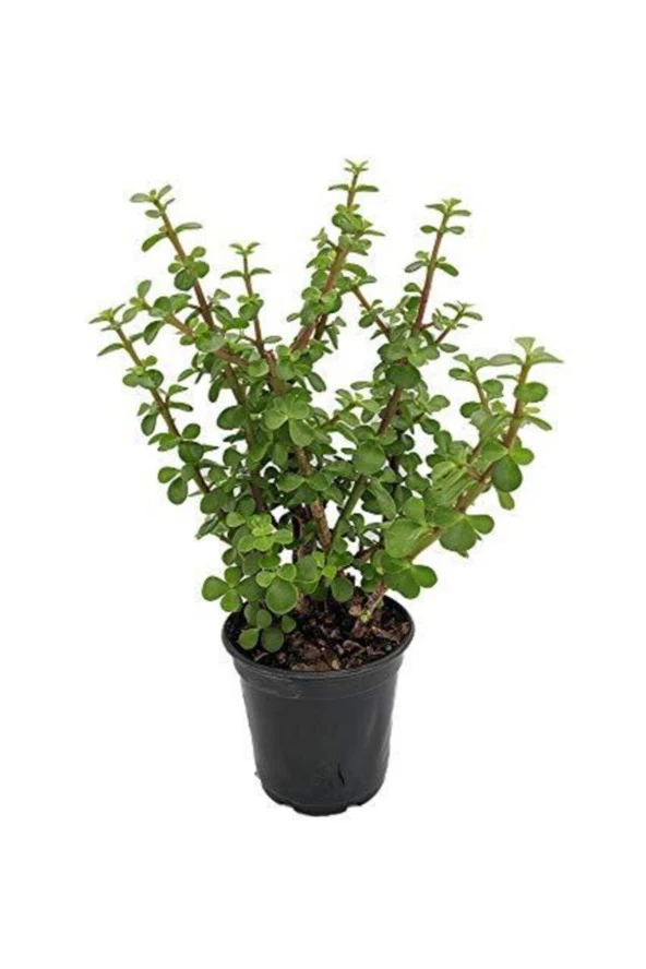 Para Ağacı Bonsai Bitkisi ürün görseli 1