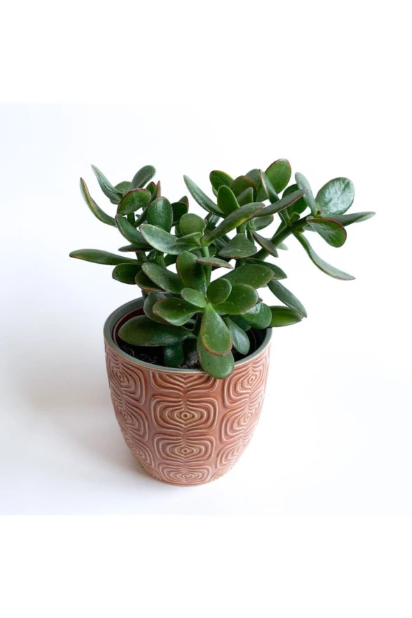 Crassula Ovata - Para Çiçeği 'turuncu Saksılı' ürün görseli 1