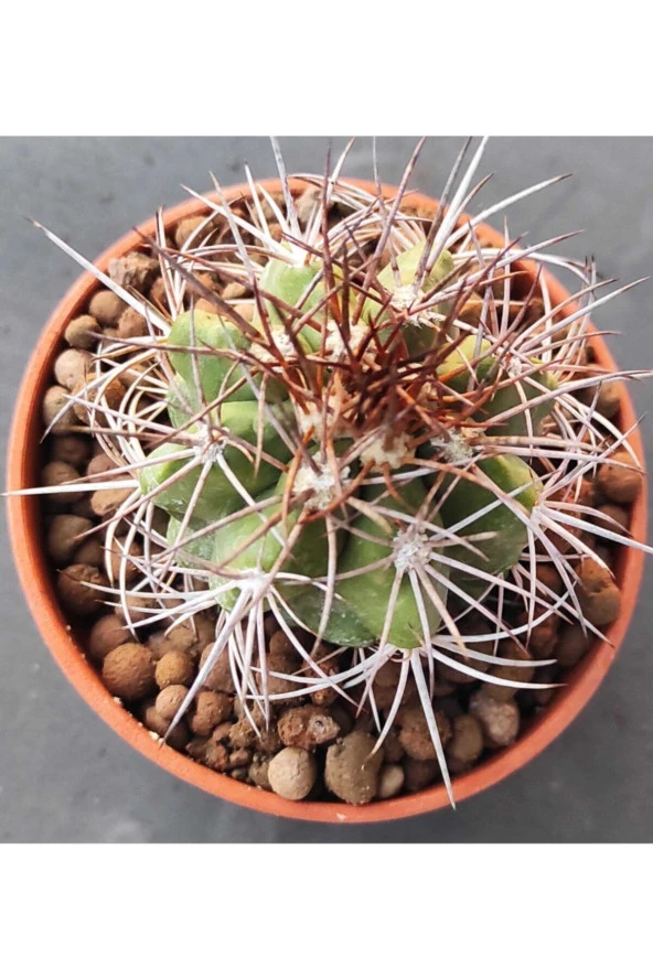 Melocactus Ferreophilu - Resim 2