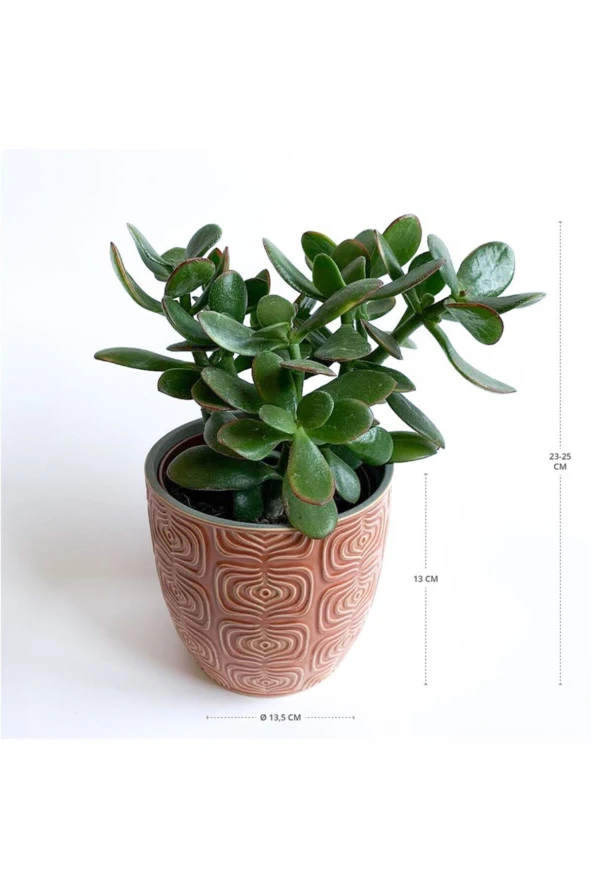 Crassula Ovata - Para Çiçeği 'turuncu Saksılı' - Resim 2