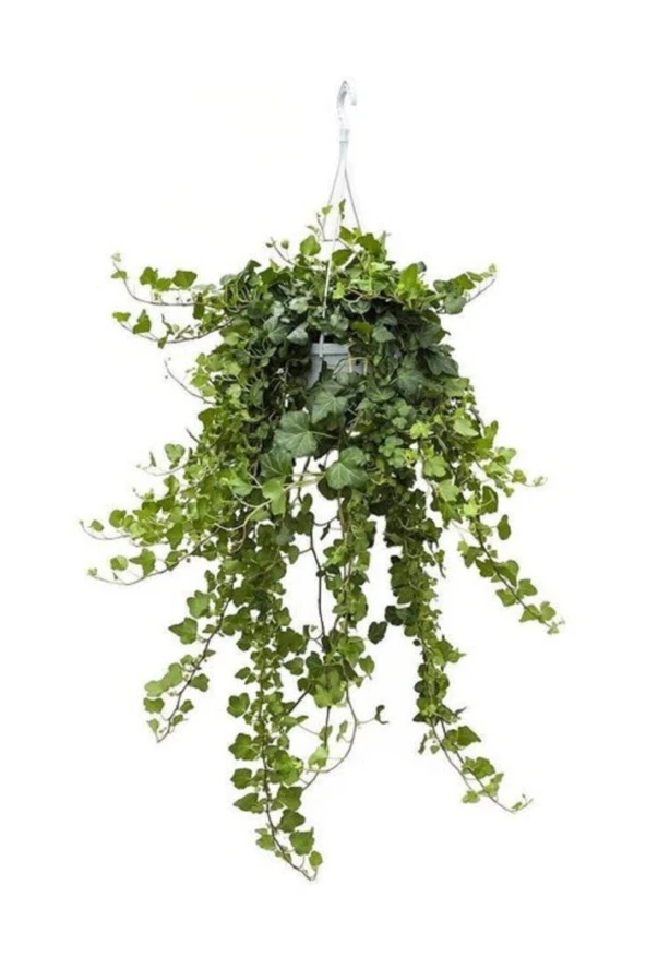 Hedera Helix Sarmaşığı Askılı Saksı Iç Mekan Salon Sarmaşığı ürün görseli 1