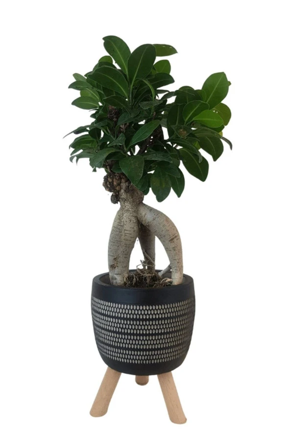 Siyah Damla Saksıda Ficus Ginseng Bonsai ürün görseli 1