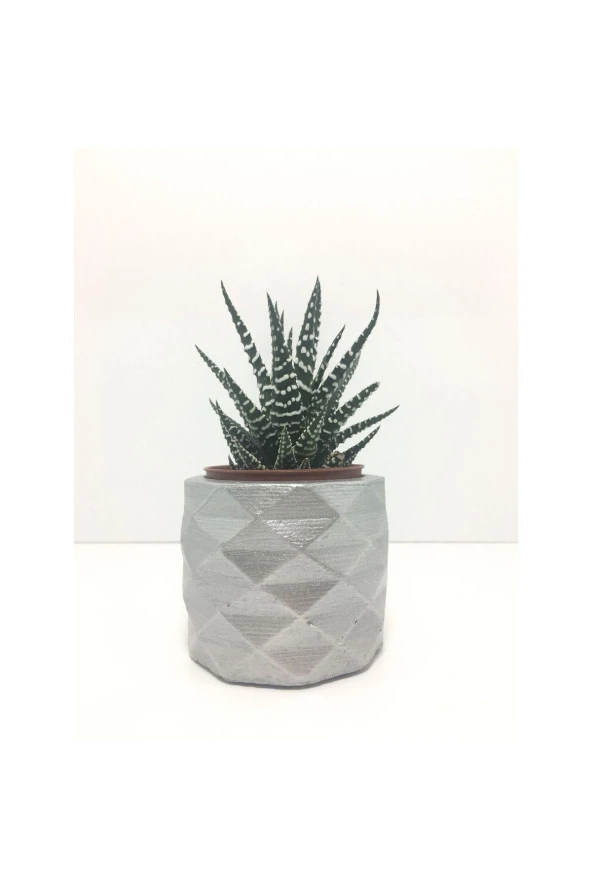 Geometrik Beton Saksı Ve Canlı Sukulent - Ye1606 ürün görseli 1