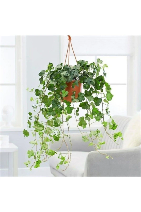 Askılı Sarmaşık Hedera Helix 30 cm ürün görseli 1