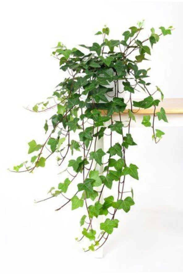 Askılı Sarmaşık Hedera Helix 30 cm - Resim 2