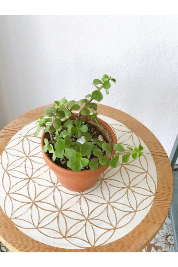 Portulacaria Afra Para Bitkisi - Resim 2
