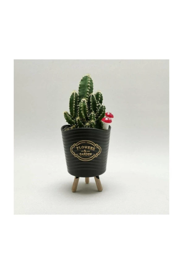 Ayaklı Saksıda Kaktüs Cereus Tetragonus ürün görseli 1