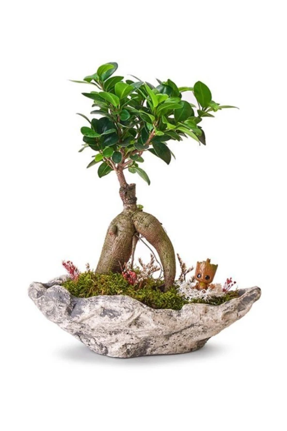 Taş Saksıda Ficus Bonsai Ve Groot ürün görseli 1