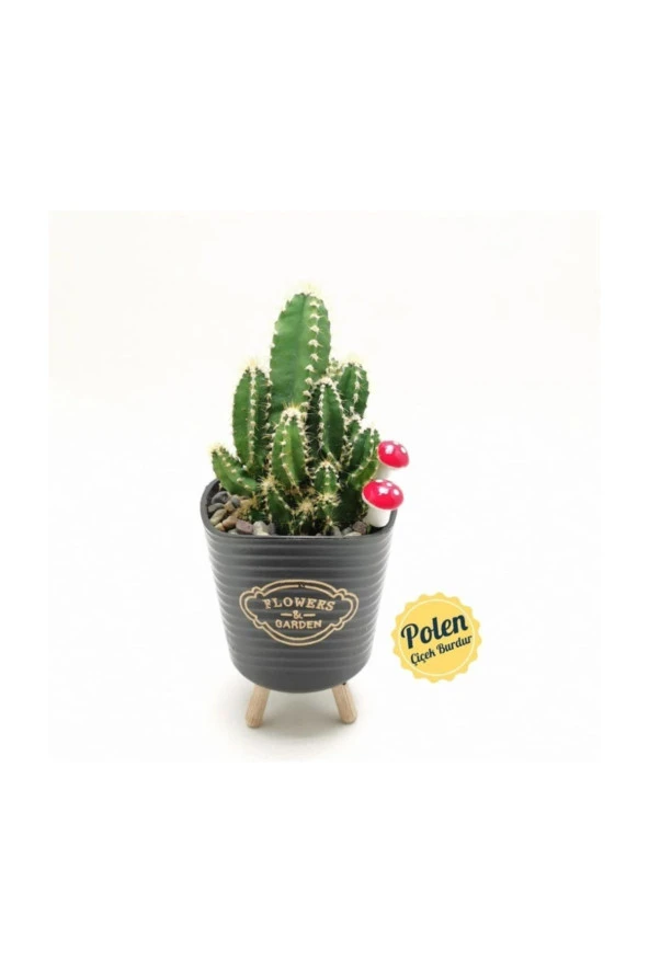 Ayaklı Saksıda Kaktüs Cereus Tetragonus - Resim 2