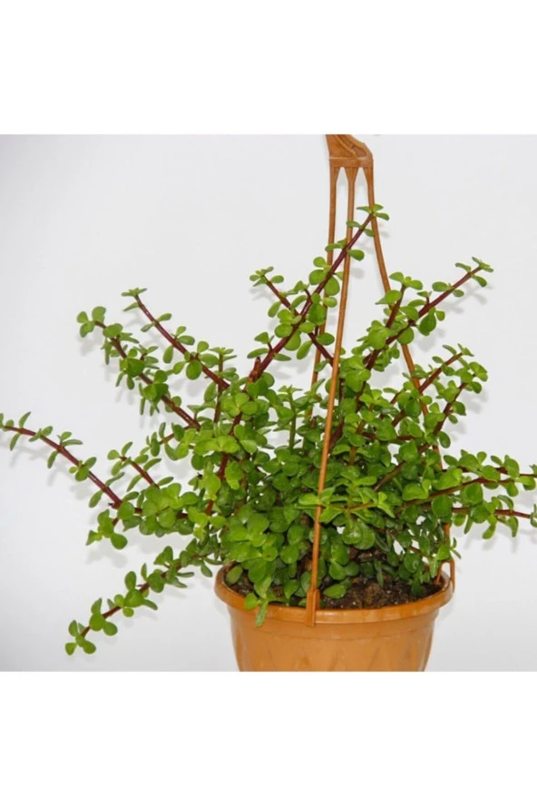 Saksıda Çok Dallı Afra Yeşim Ağacı (bonsai Uygun) ürün görseli 1