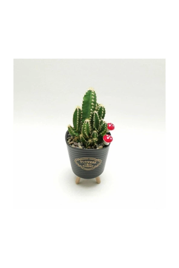 Ayaklı Saksıda Kaktüs Cereus Tetragonus - Resim 3