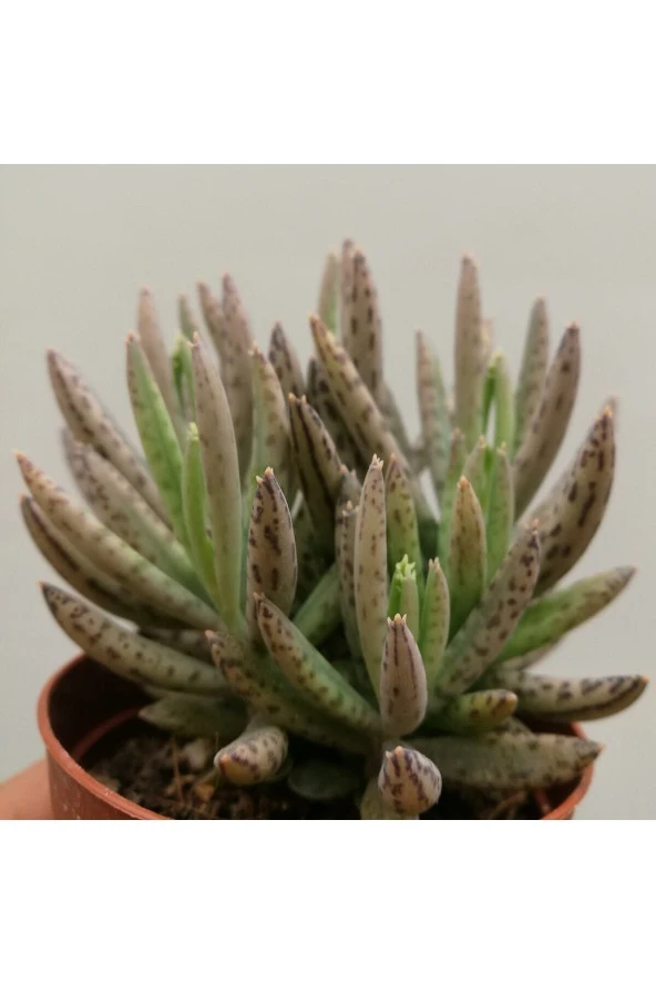 Kalanchoe Daigremontiana, Aşkın Gözyaşı Bitkisi Sukulent ürün görseli 1