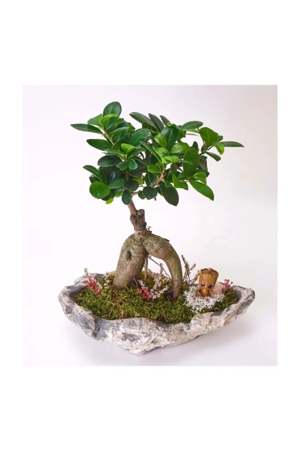 Taş Saksıda Ficus Bonsai Ve Groot - Resim 3