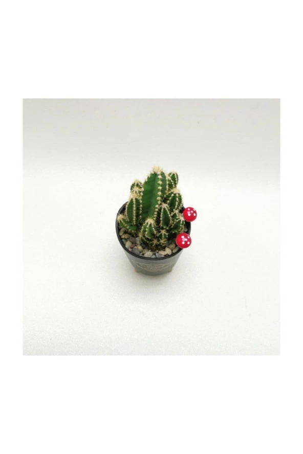 Ayaklı Saksıda Kaktüs Cereus Tetragonus - Resim 4