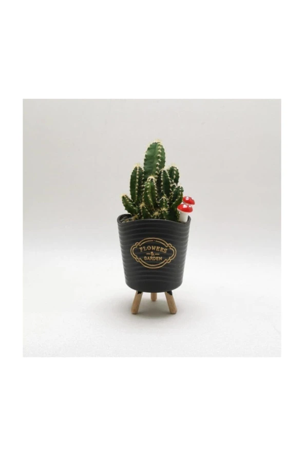 Ayaklı Saksıda Kaktüs Cereus Tetragonus - Resim 5
