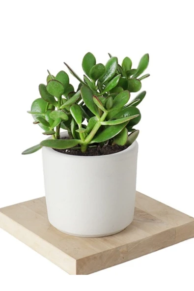 Seramik saksıda crassula ovata para çiçeği+5 Alman Zambağı soğanı ürün görseli 1